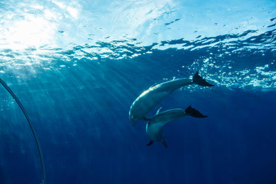 Dolphins swimming in aquarium 