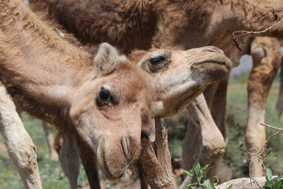 Close-up of camels