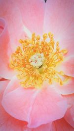 Macro shot of pink rose