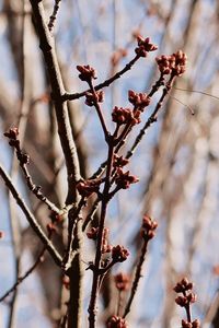 Low angle view of flowering plant