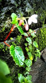 Close-up of lizard on tree