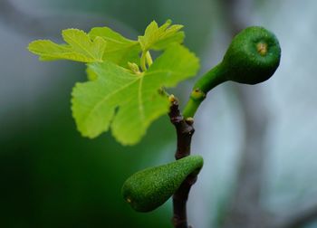 Close-up of green fruits on tree