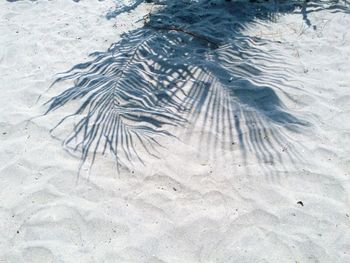 High angle view of leaf on sand