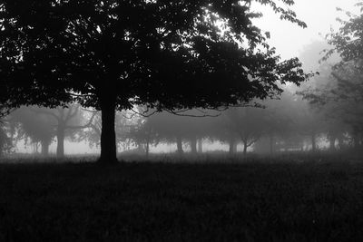 Trees on field against sky during foggy weather