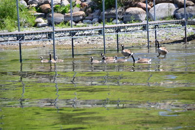 View of birds in lake