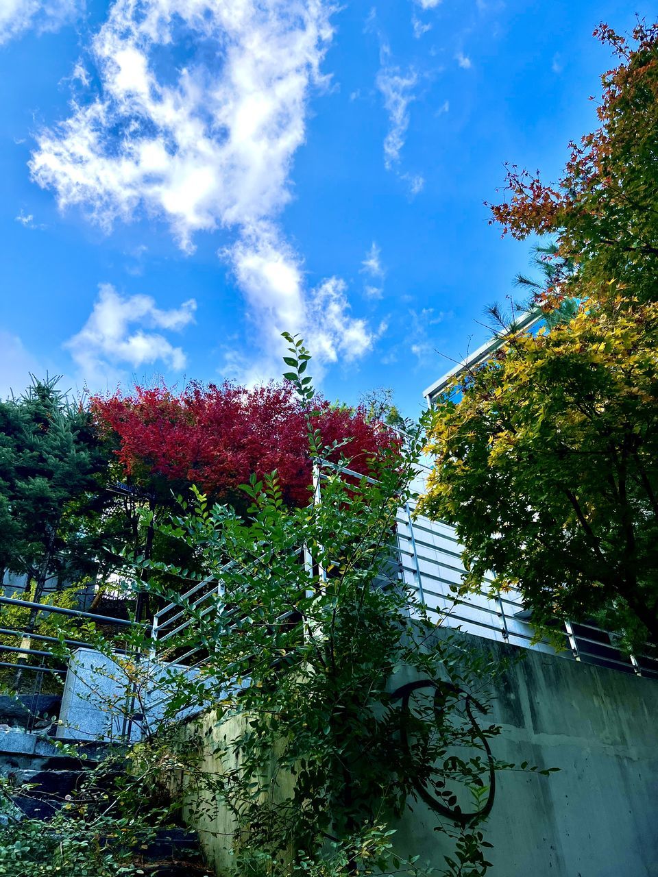 plant, sky, nature, tree, flower, cloud, leaf, no people, sunlight, growth, architecture, reflection, day, autumn, beauty in nature, outdoors, green, garden, built structure, blue, flowering plant, low angle view, building exterior