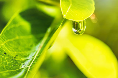 Close-up of wet leaf