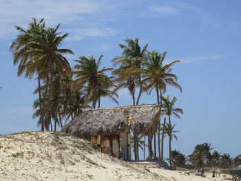 Palm trees on beach against sky