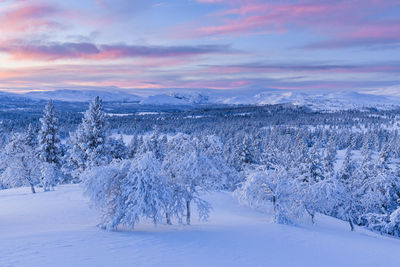 Norweigan winter landscape with snowcapped trees at sunset