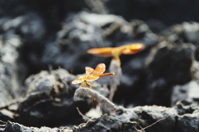 Close-up of fungus growing on tree trunk