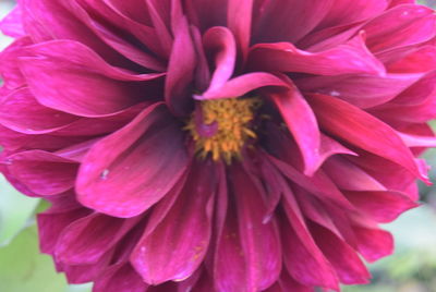 Close-up of pink flower blooming outdoors