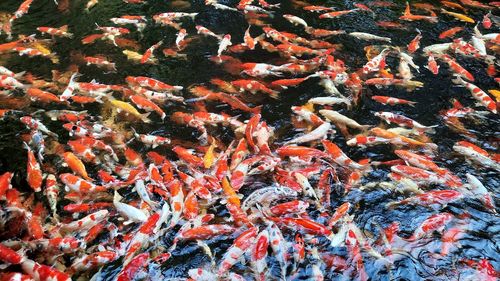 View of koi carps swimming in lake