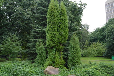 Trees growing in park
