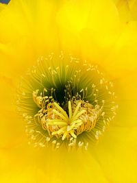 Close-up of yellow flowering plant