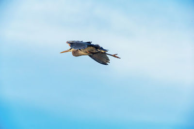 Low angle view of bird flying