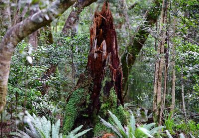 Close-up of tree trunk in forest