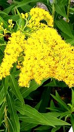 Close-up of yellow flowers