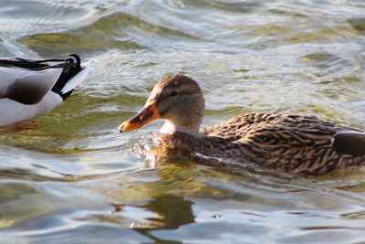 Ducks in a lake