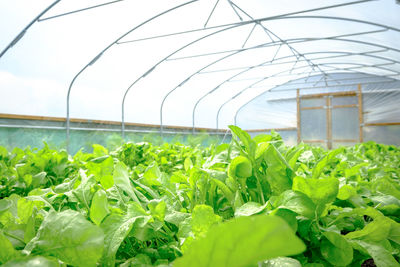 greenhouse