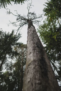 Low angle view of trees against sky