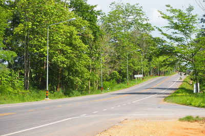 Road amidst trees and plants