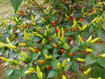 High angle view of flowers growing on field