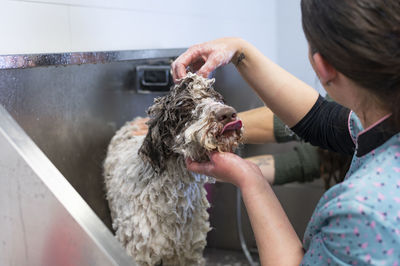 Young woman groomer giving a bath to a happy spanish water dog in a  grooming bathtub