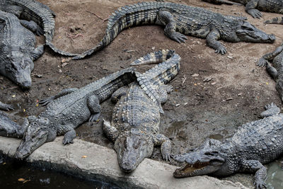 High angle view of crocodile in water