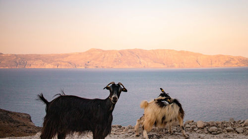 View of a sheep on a land