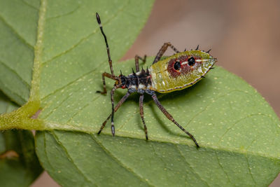 Close-up of insect on leaf