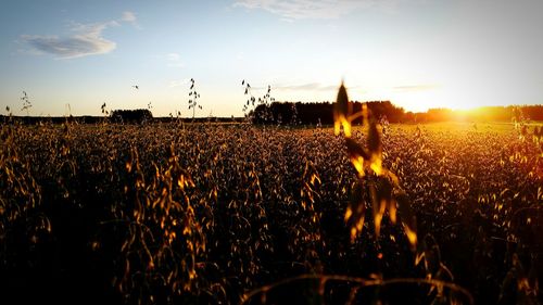 Scenic view of field at sunset