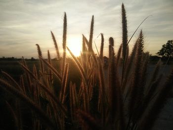 Close-up of plants on field against sky