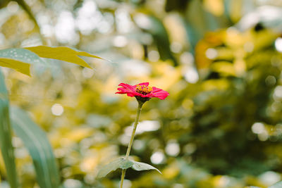 Close-up of pink flowering plant