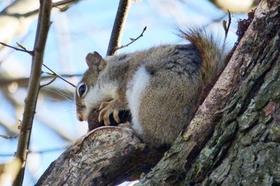 Low angle view of american red squirrel on tree