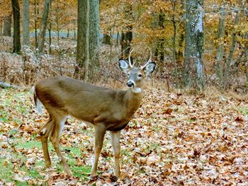 Deer standing in a forest