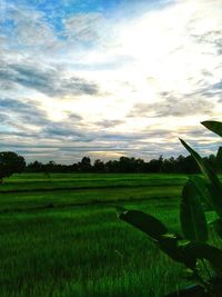 Scenic view of agricultural field against sky