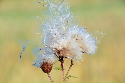 Close-up of wilted dandelion flower