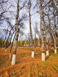 Bare trees in cemetery against sky