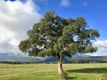 Tree on field against sky