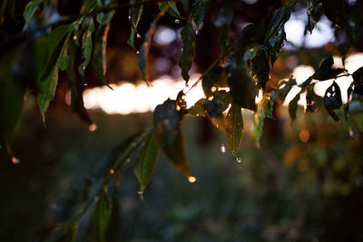 Close-up of wet plants during rainy season