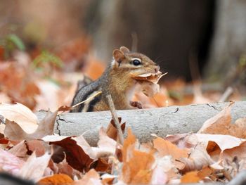 Close-up of chipmunk