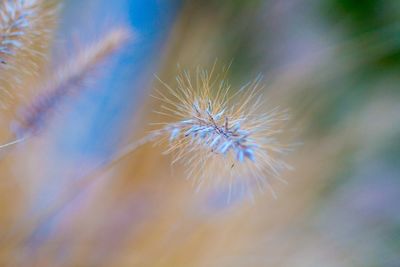 Close-up of flowers against blurred background