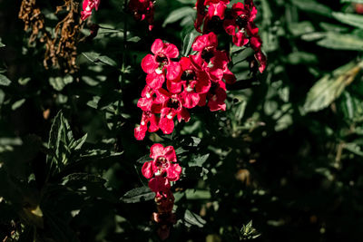 Close-up of pink flowering plant