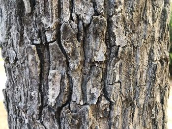 Full frame shot of tree trunk