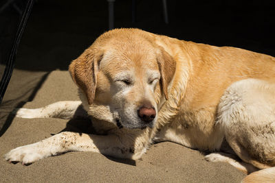 Close-up of a dog sleeping on beach