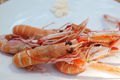 Close-up of prawns in plate