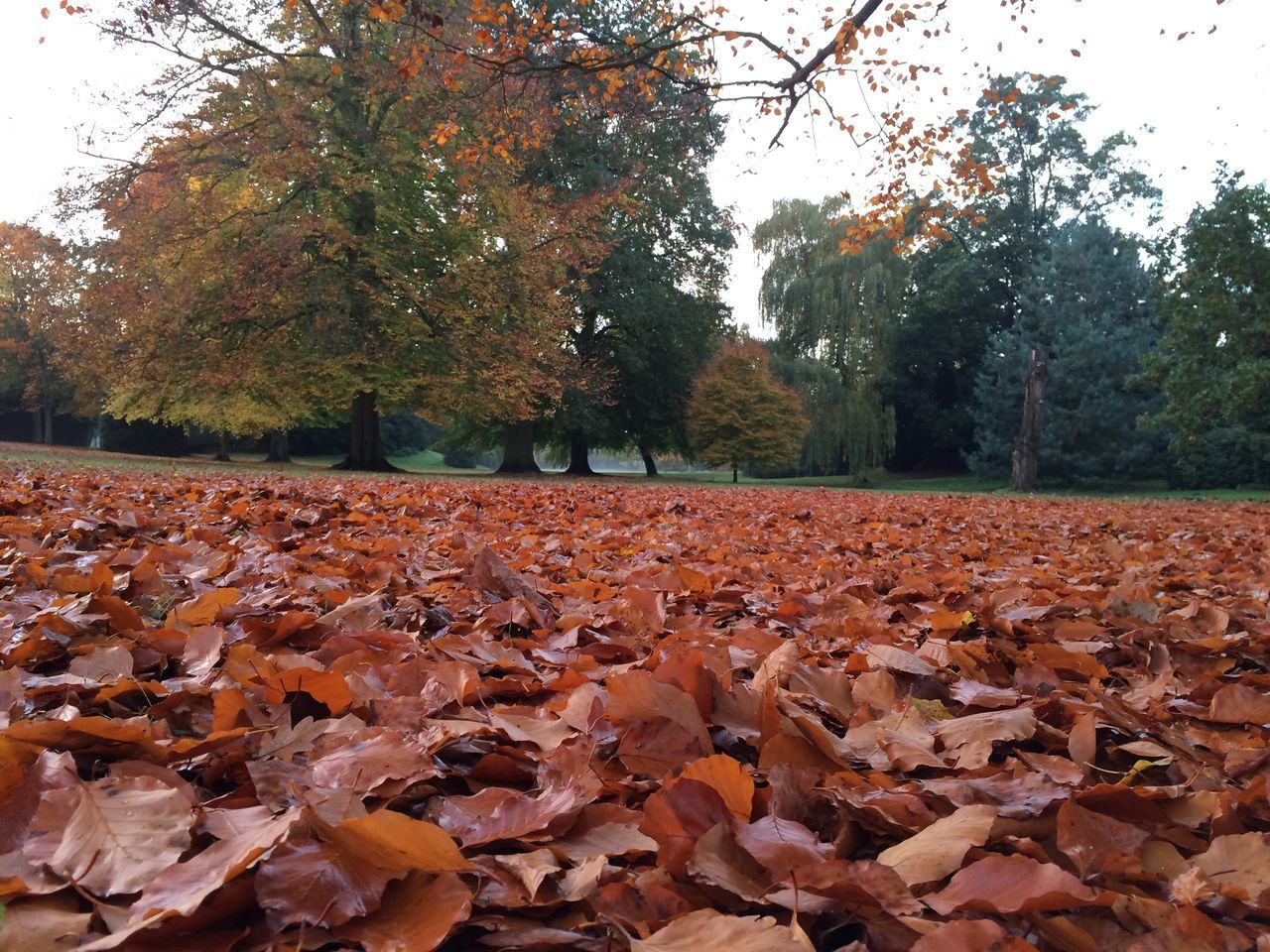 SURFACE LEVEL OF FALLEN LEAVES ON FIELD