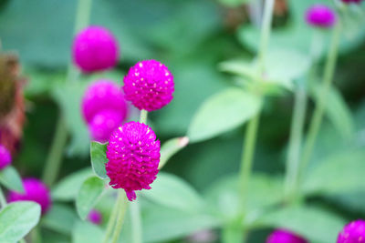 Close-up of pink flowering plant