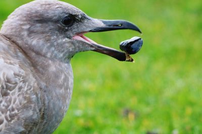 Close-up of a bird with shell in its beak