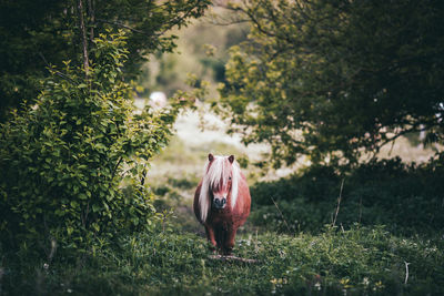 Portrait of pony horse standing on field in forest